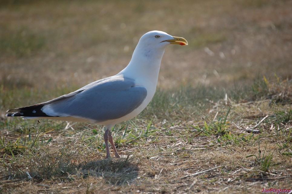 DSC_0001-Zilv.JPG