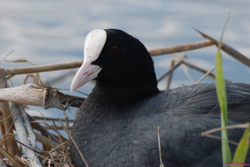 DSC_0019.JPG