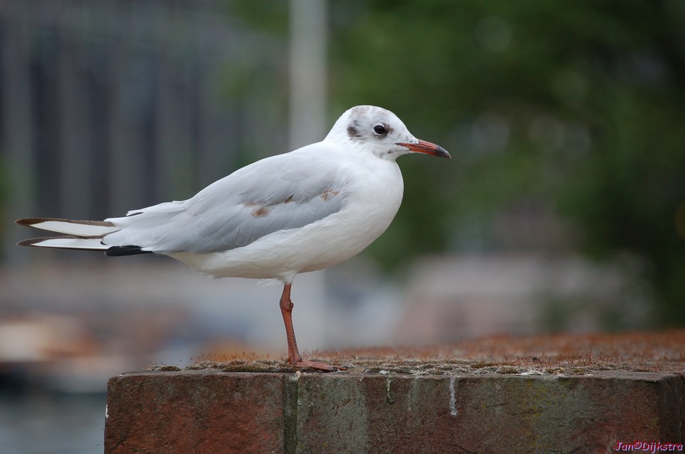 DSC_0034.JPG