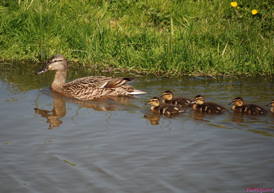 DSC_0036.JPG