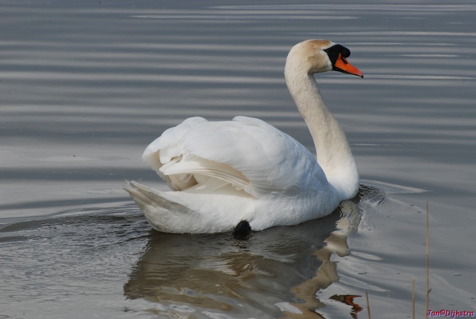 DSC_0061.JPG