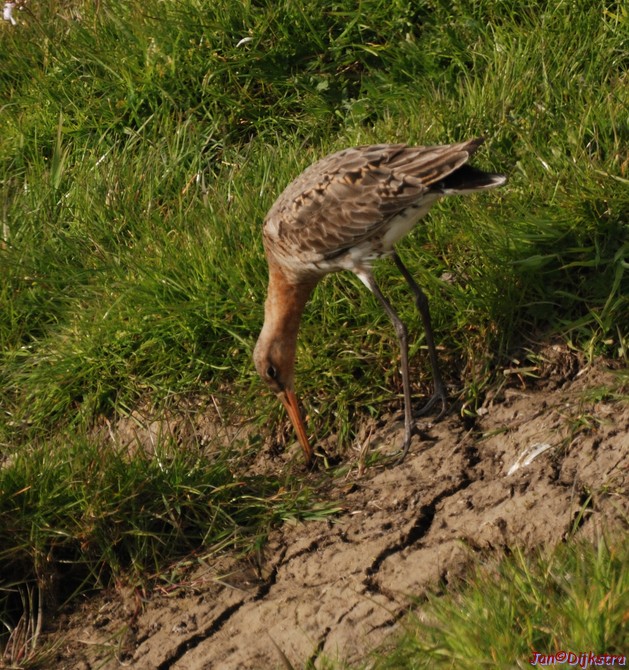 DSC_0100.jpg