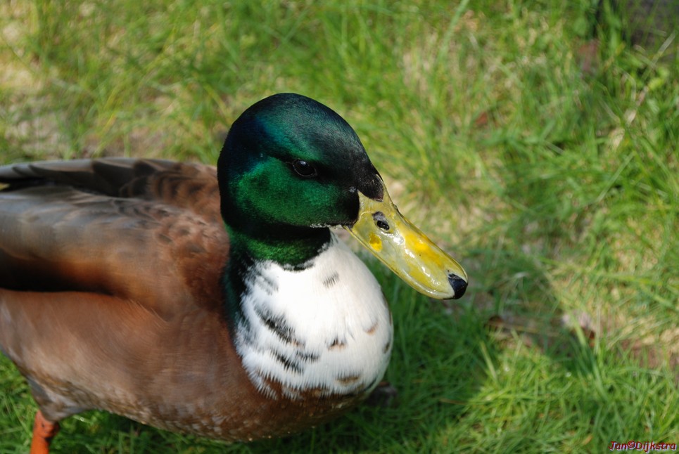 DSC_0108.JPG