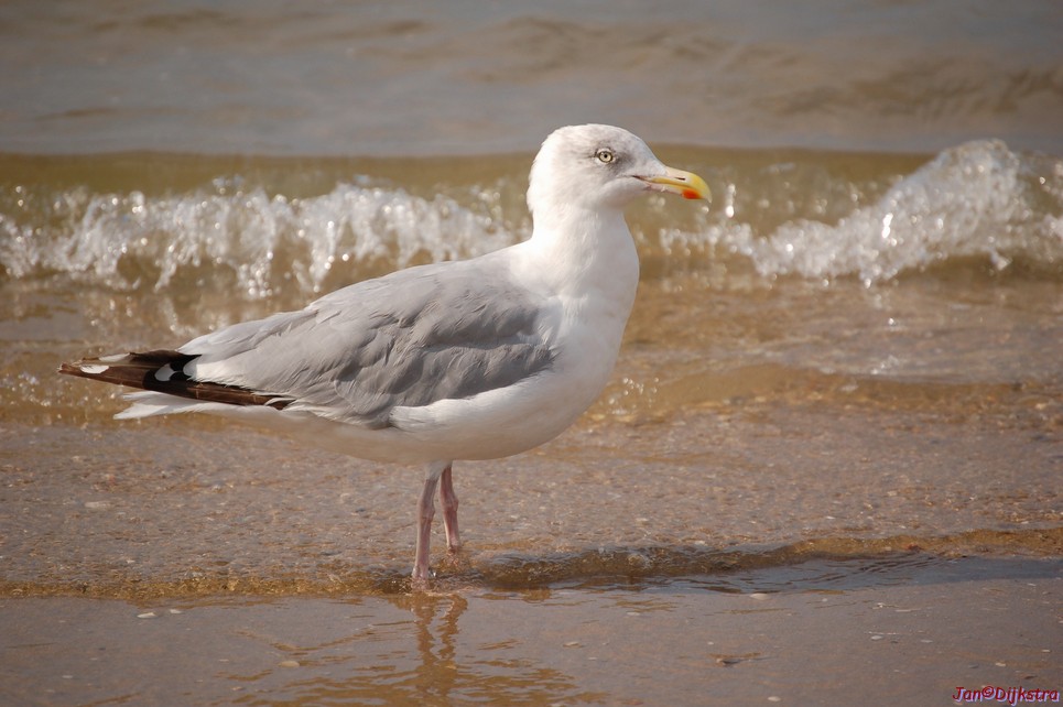 DSC_0117.JPG