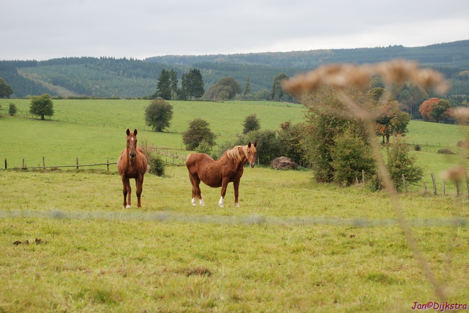 DSC_0080.JPG
