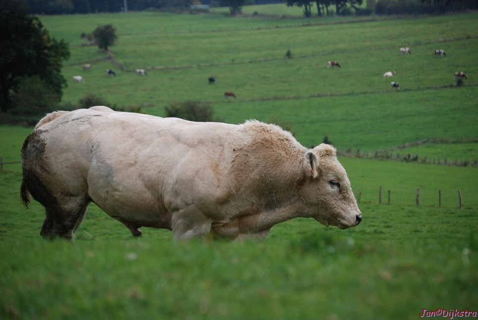DSC_0087.JPG