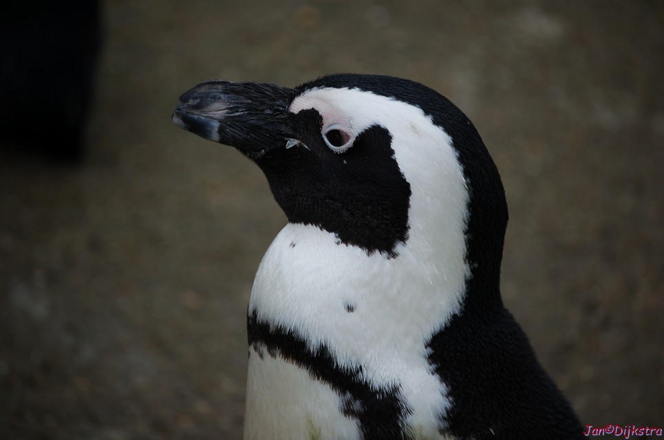 DSC_0040.JPG