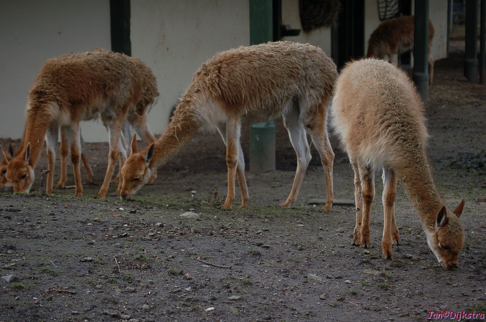 DSC_0044.JPG