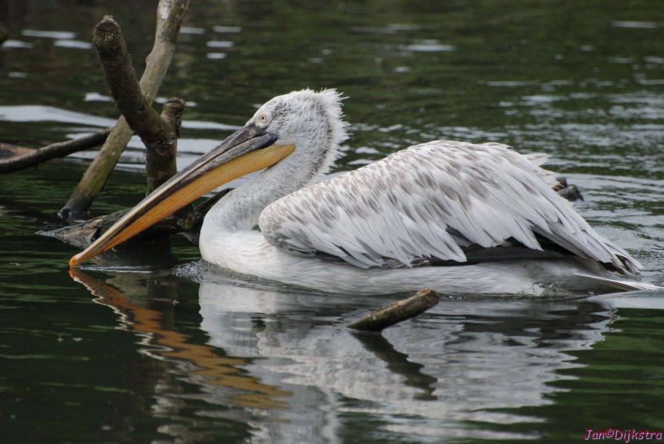DSC_0600.JPG
