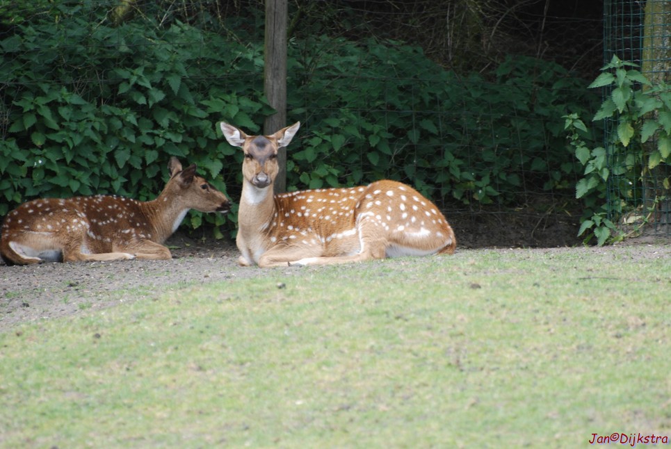 DSC_0616.JPG