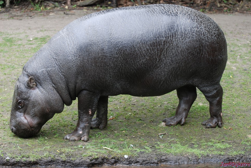 DSC_0741.JPG