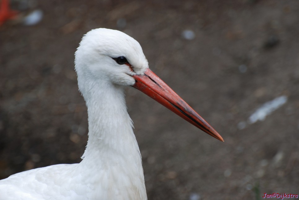 DSC_0779.JPG