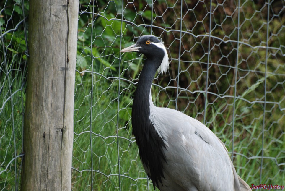 DSC_0781.JPG