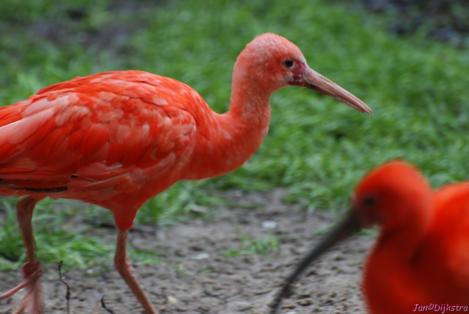 DSC_0792.JPG