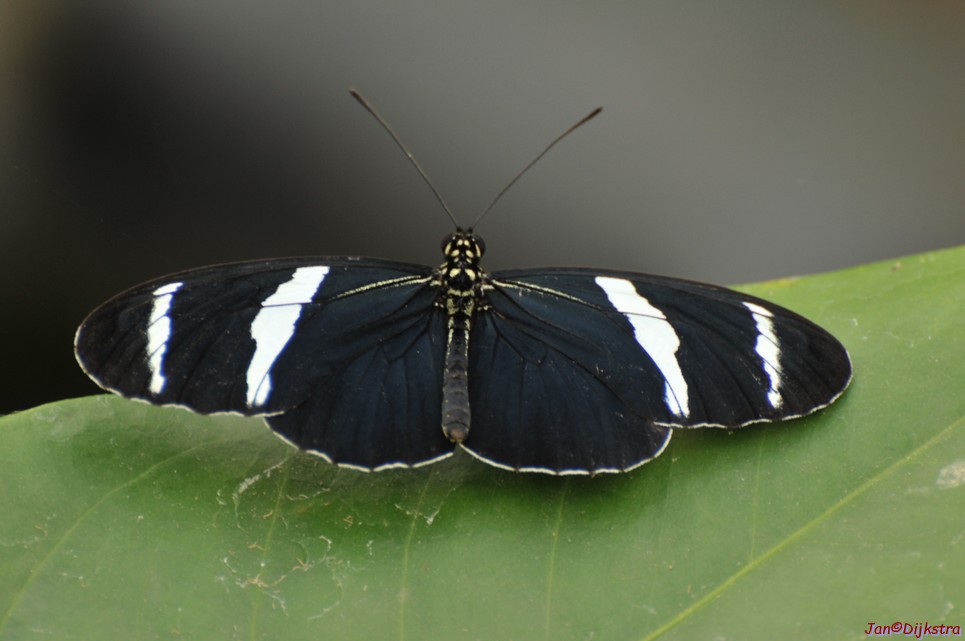 DSC_1254.JPG