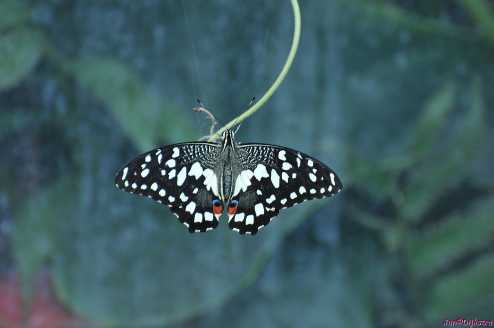 DSC_1341.JPG