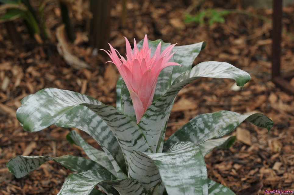 DSC_1370.JPG