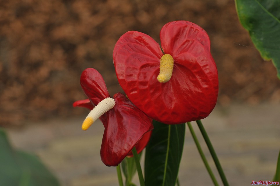 DSC_1382.JPG