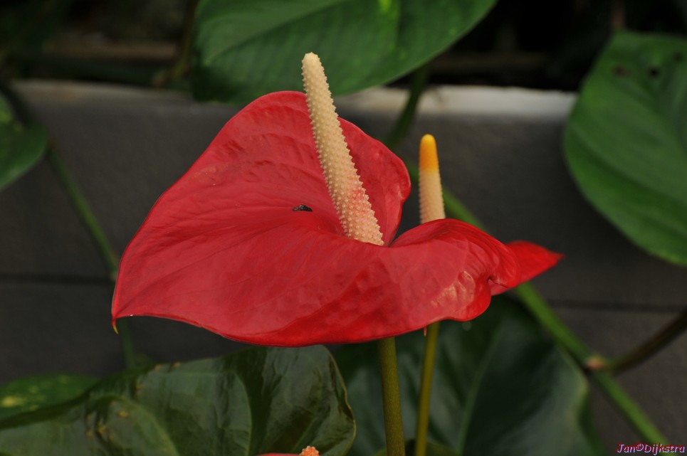 DSC_1407.JPG