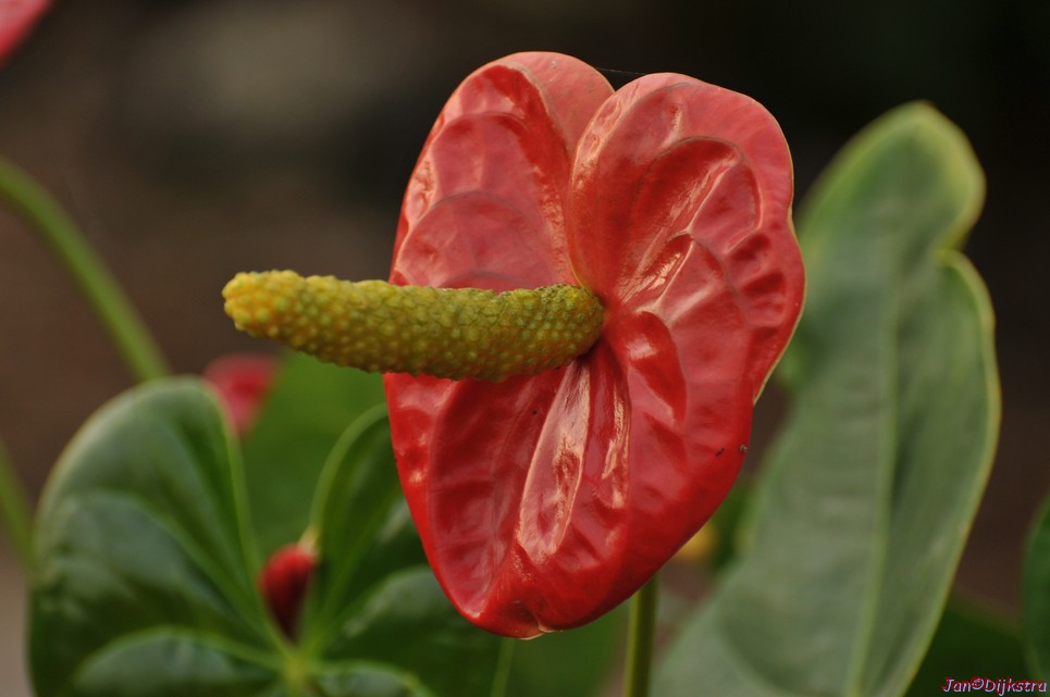 DSC_1419.JPG