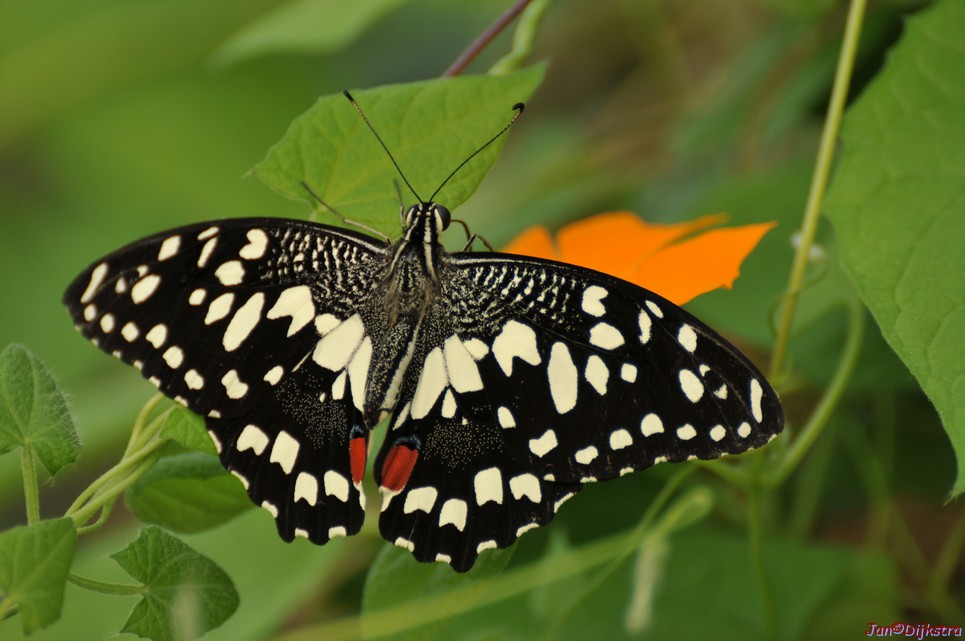 DSC_1452.JPG