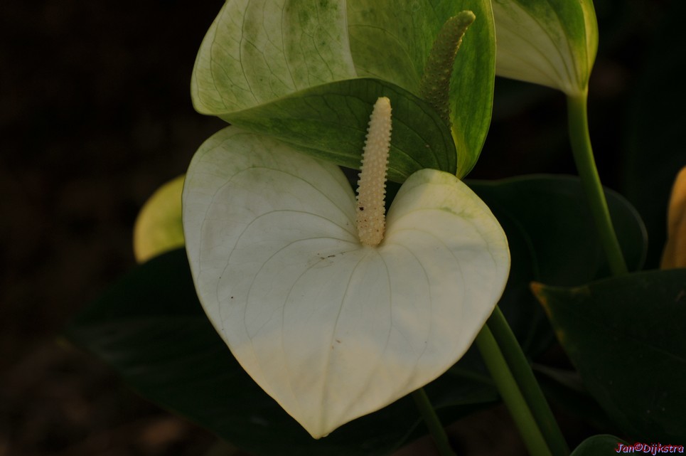 DSC_1455.JPG