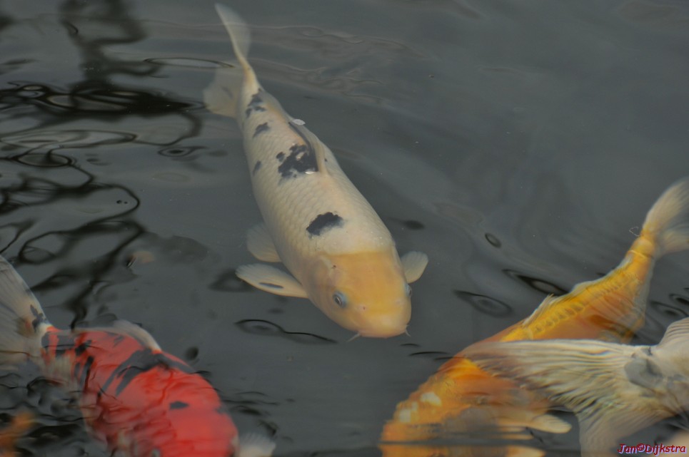 DSC_1459.JPG