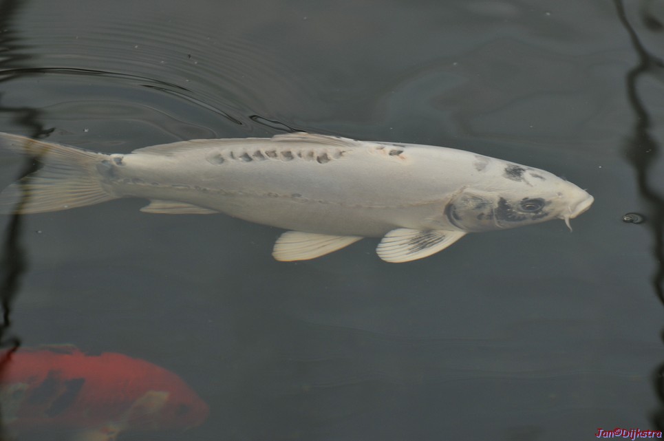 DSC_1461.JPG