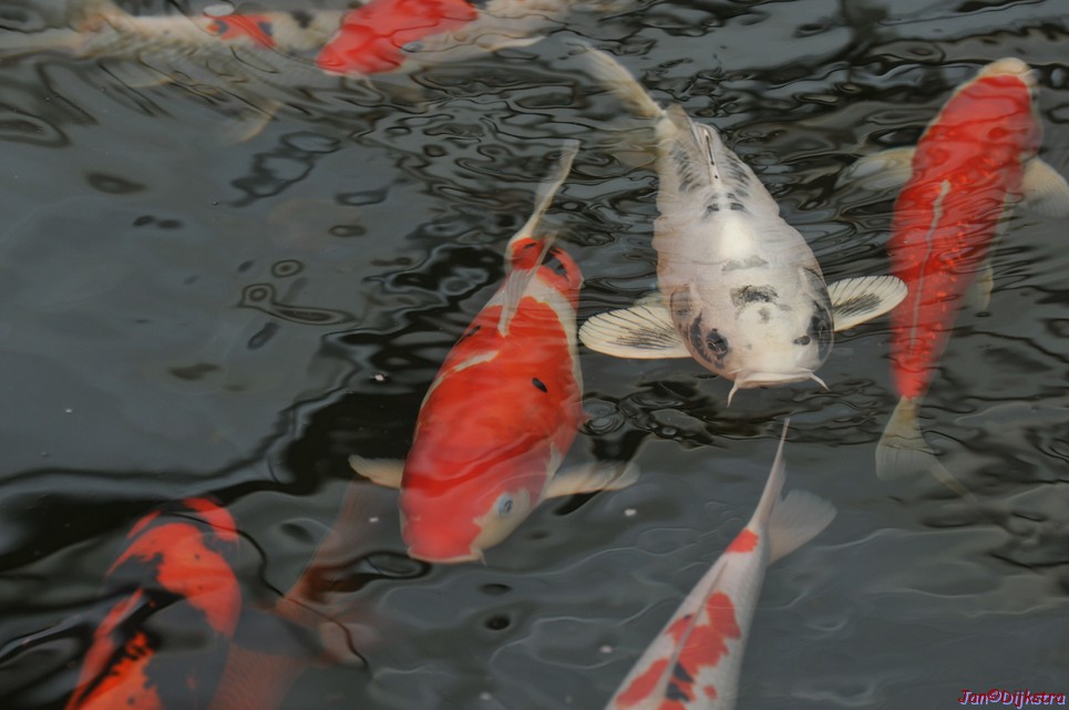 DSC_1466.JPG