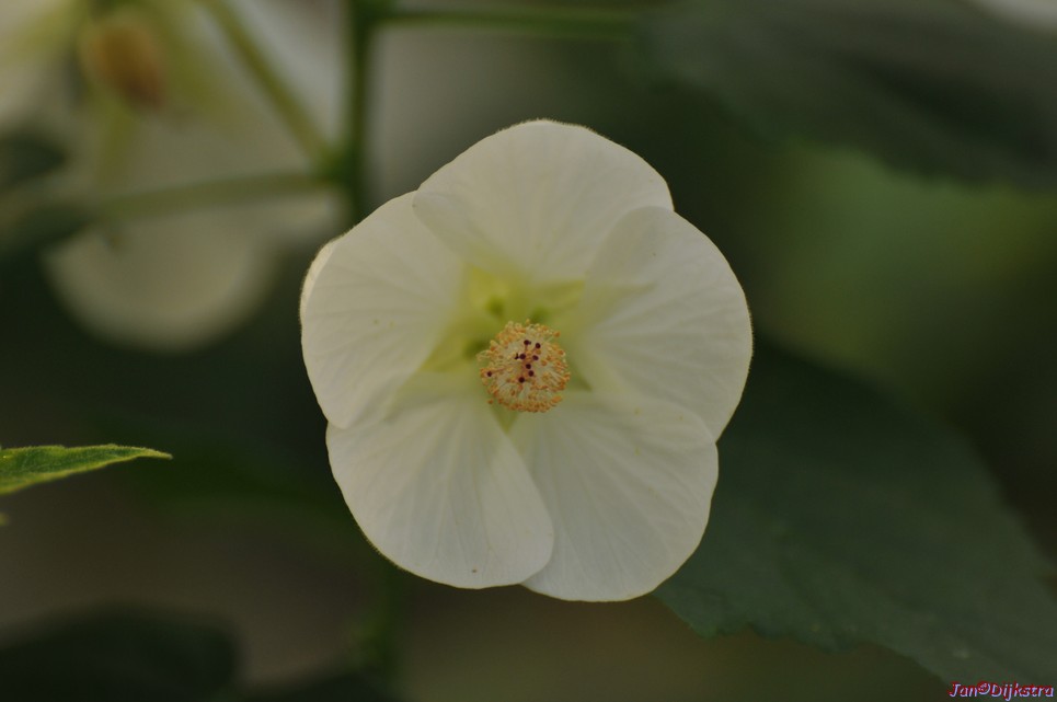 DSC_1472.JPG