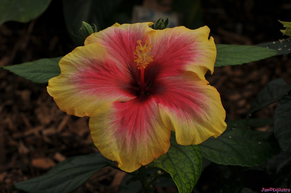 DSC_1473.JPG