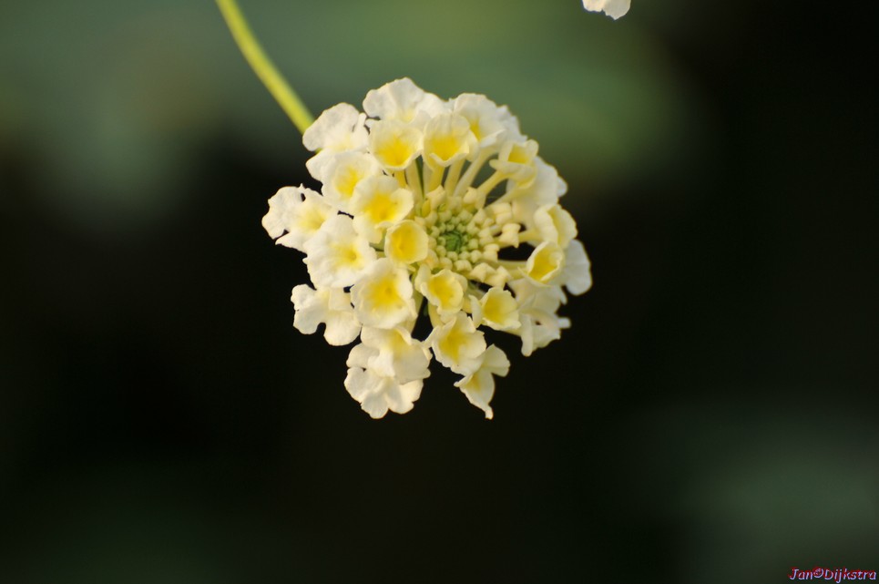 DSC_1480.JPG