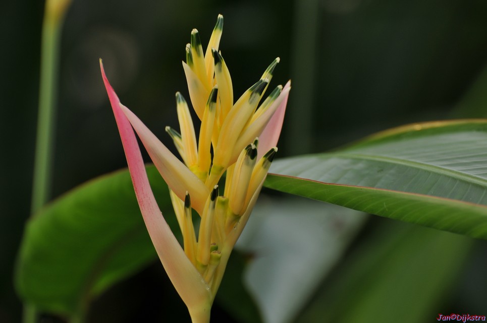DSC_1483.JPG