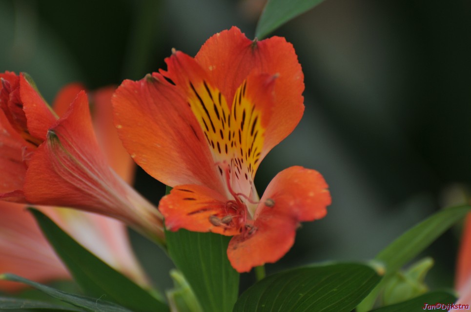 DSC_1500.JPG