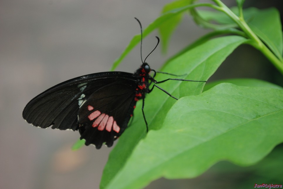 dsc_0135.jpg