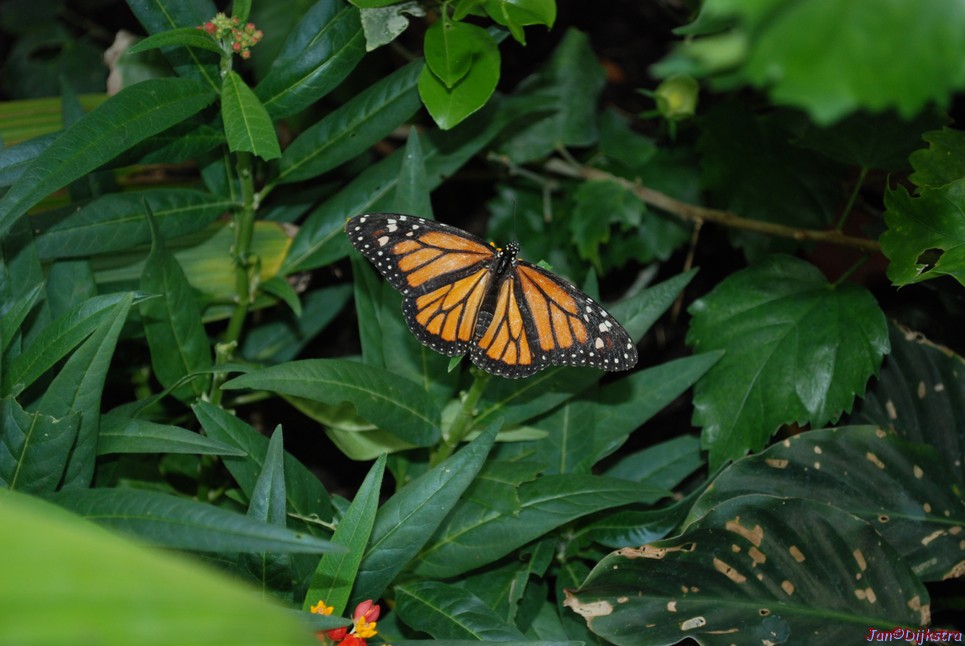 dsc_0156.jpg