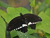 DSC_1215.JPG