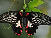 DSC_1332.JPG