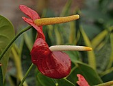 DSC_1373.JPG