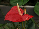 DSC_1407.JPG