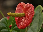 DSC_1419.JPG