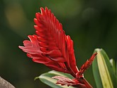DSC_1421.JPG