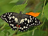 DSC_1452.JPG
