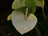 DSC_1455.JPG