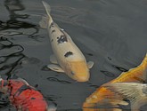 DSC_1459.JPG