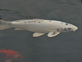 DSC_1461.JPG