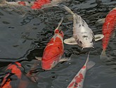 DSC_1466.JPG