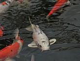 DSC_1467.JPG