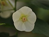 DSC_1472.JPG
