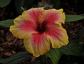 DSC_1473.JPG